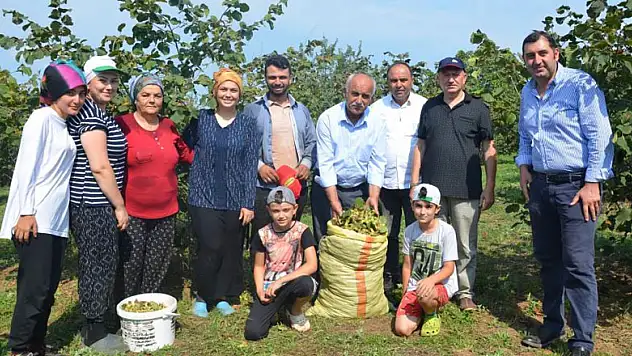 Fındık bahçelerinde 'orman arazisi' sorunu