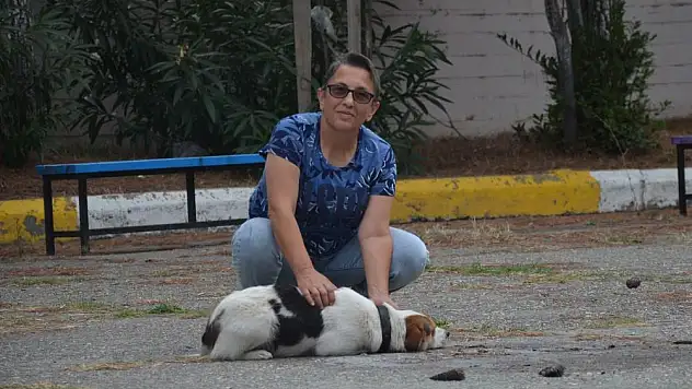 Okul müdür yardımcısı sokak hayvanları için plastik atık topluyor   