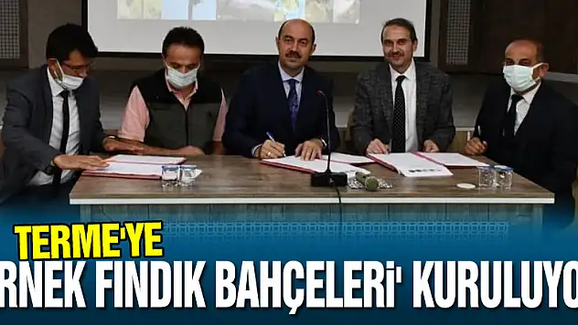 Terme'ye 'örnek fındık bahçeleri' kuruluyor: Kalite ve verim artacak