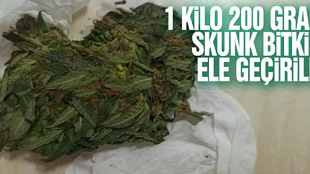 Samsun'da 1 kilo 200 gram skunk bitkisi ele geçirildi