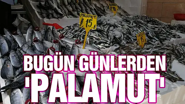 Bugün günlerden 'palamut': Yarım kiloluk palamut 15 lira