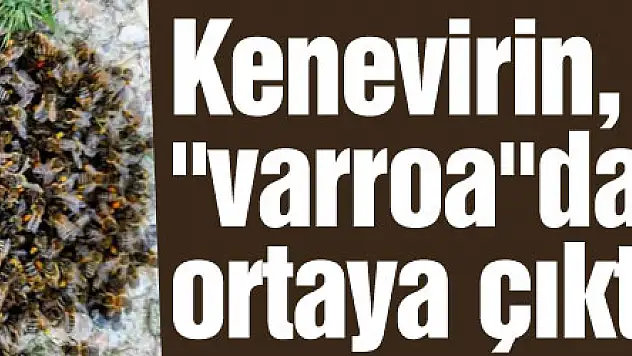 Kenevirin, arı katili 'varroa'dan koruduğu ortaya çıktı