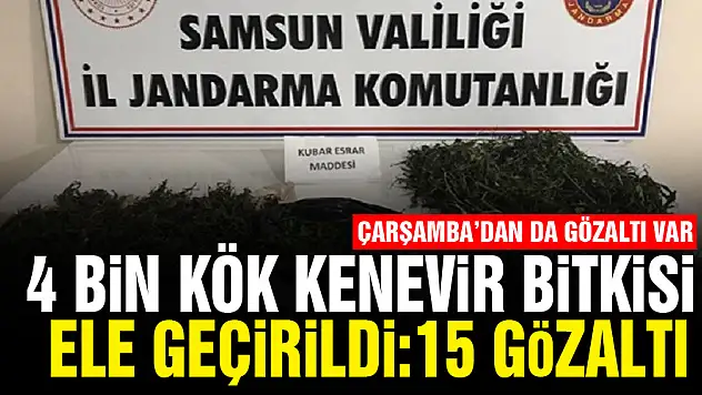 Samsun'da 5,1 kilo kubar esrar ve 4 bin kök kenevir bitkisi ele geçirildi: 15 gözaltı