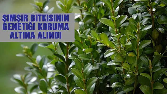 Şimşir bitkisinin genetiği koruma altına alındı