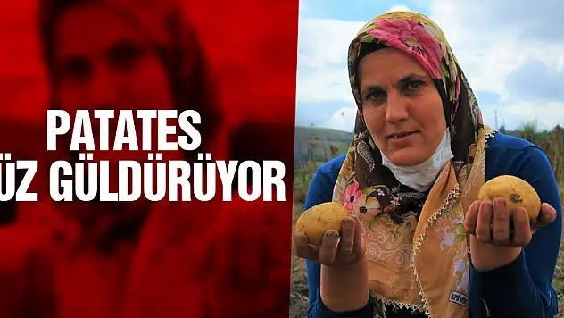 Patates yüz güldürüyor