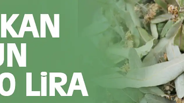 Gribe kalkan ıhlamurun kilosu 400 lira