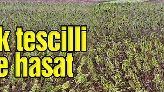 Türkiye'nin ilk tescilli kenevirinde hasat