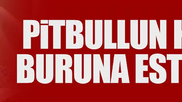 Pitbullun kopardığı buruna estetik yama