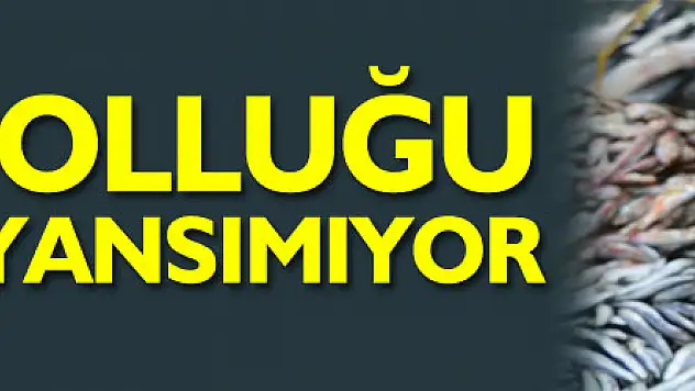Karadeniz'deki hamsi bolluğu Samsun'daki fiyatlara yansımıyor