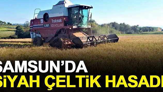 Samsun'da siyah çeltik hasadı