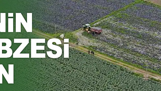 Türkiye'nin kışlık sebzesi Bafra'dan