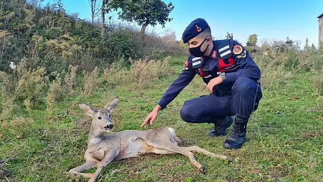 Yaralı karacanın imdadına jandarma yetişti