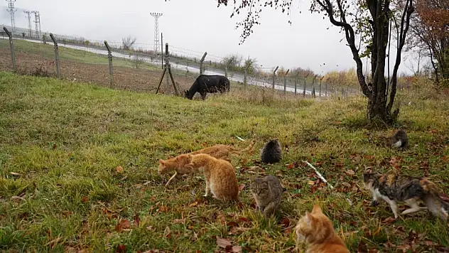 Kedi Kasabası'nın 'Misafir'i