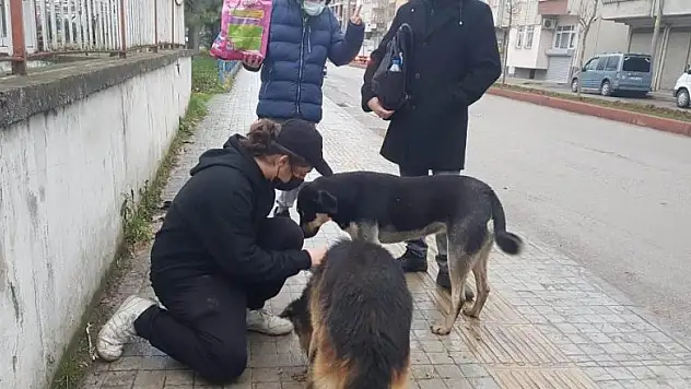 Öğrenciler sokak hayvanlarını besledi
