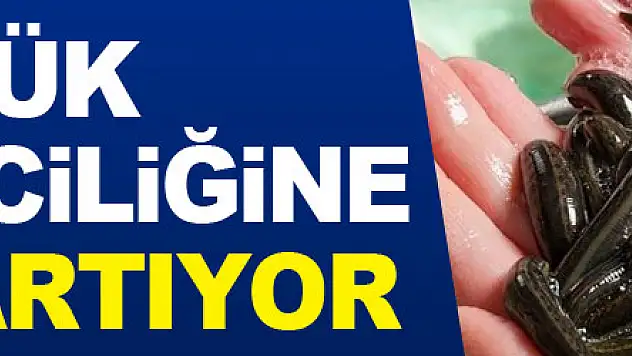 Samsun'da tıbbi sülük yetiştiriciliğine rağbet artıyor