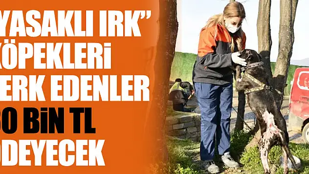 'Yasaklı ırk' köpekleri terk edenler 30 bin TL ödeyecek