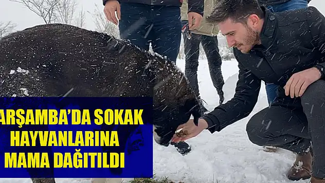 Çarşamba'da sokak hayvanlarına mama dağıtıldı