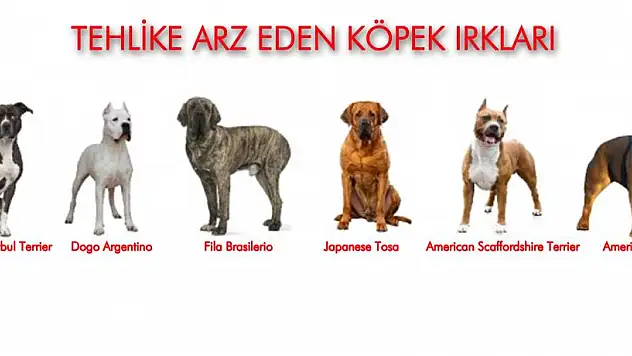 Samsun'da 331 adet tehlike arz eden hayvan kayıt altına alındı