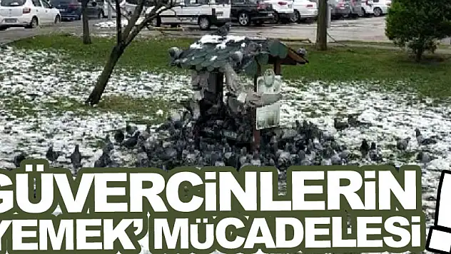 Güvercinlerin 'yemek' mücadelesi!