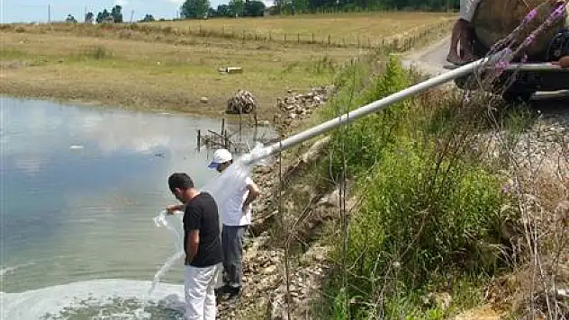 Göletlere 33 Bin Sazan yavrusu bırakıldı