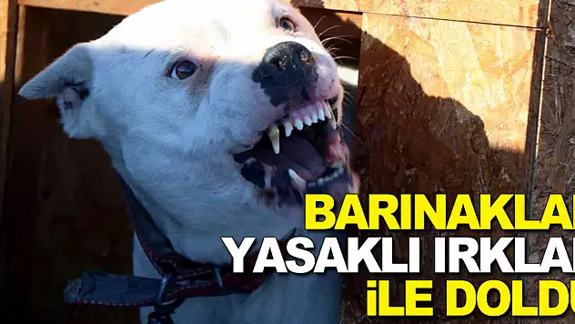 Barınaklar yasaklı ırklar ile doldu