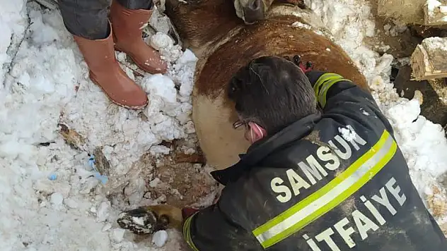 Mahsur kalan hayvanları itfaiye kurtardı