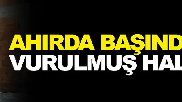 Ahırda başından tüfekle vurulmuş halde bulundu