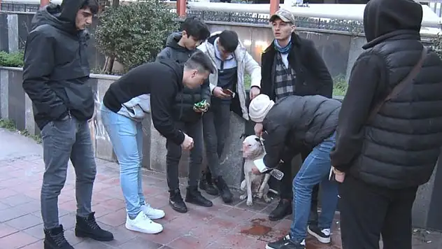 Sahipsiz pitbull köpek sokak köpeğiyle boğuştu, vatandaş seferber oldu