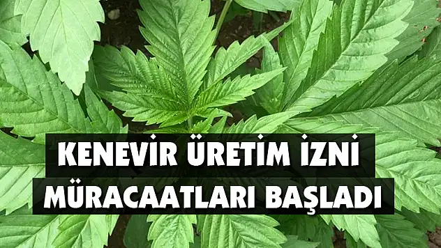 Kenevir üretim izni müracaatları başladı