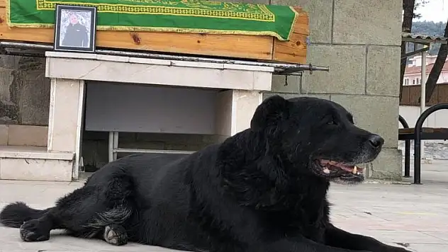 Ölen sahibinin tabutunun başından biran olsun ayrılmadı