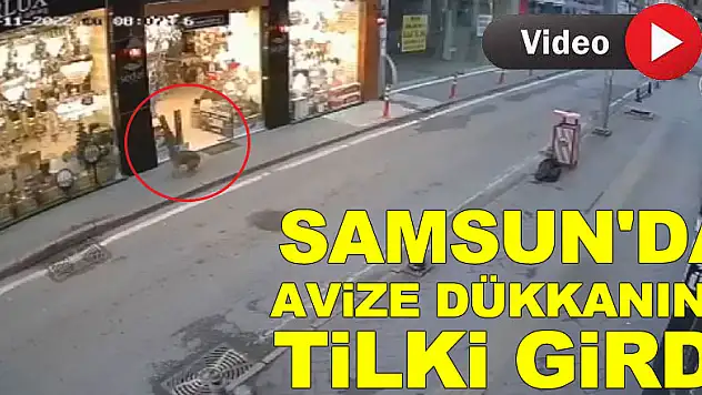 Samsun'da avize dükkanına giren tilki kameraya yansıdı