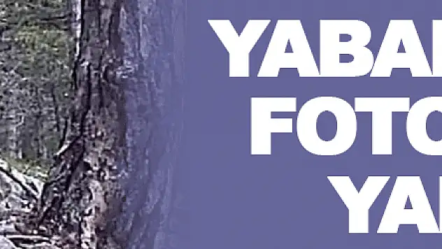 Samsun'da yaban hayatı fotokapana yakalandı