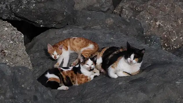 Kayalıklar kedilerin barınağı haline geldi
