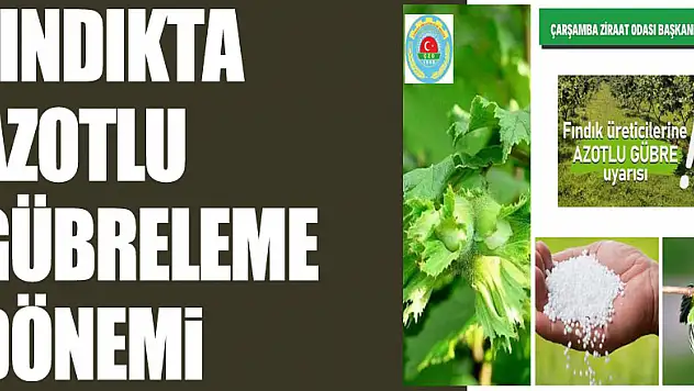 FINDIKTA AZOTLU GÜBRELEME DÖNEMİ
