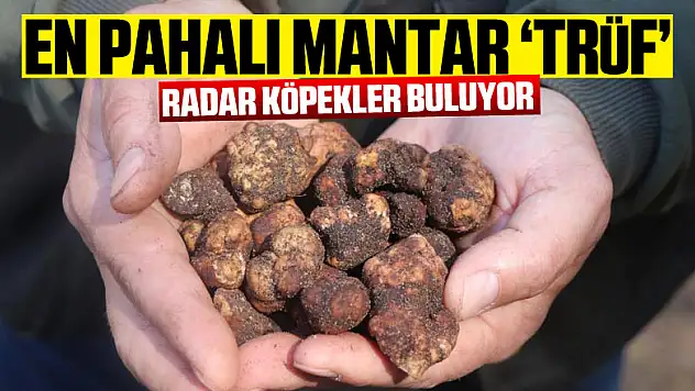 Dünyanın en pahalı mantarı 'trüf'ü radar köpekler buluyor