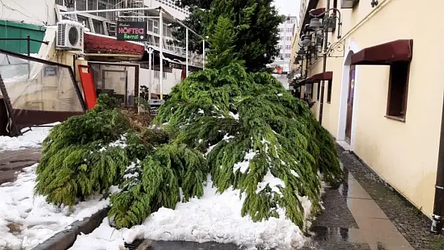 Samsun'da kar nedeniyle ağaç yıkıldı