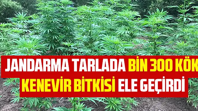 Jandarma tarlada bin 300 kök kenevir bitkisi ele geçirdi