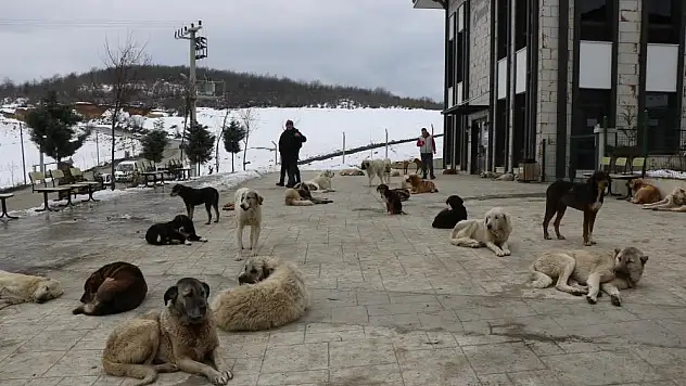 Çevre il ve ilçelerden bırakılan köpekler bir ilçenin en büyük sorunu oldu
