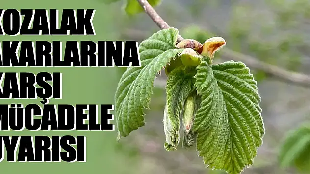 Fındık üretiminde verimi düşüren kozalak akarlarına karşı mücadele uyarısı