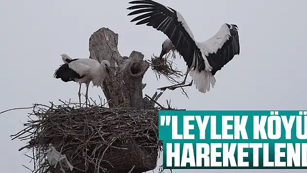 'Leylek Köyü' hareketlendi