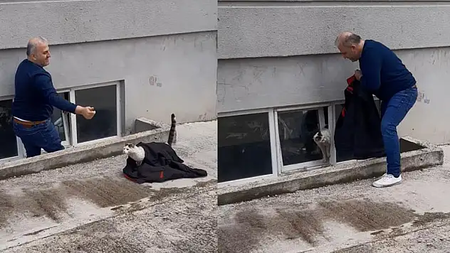 Pencereye sıkışan kedi kurtarıldı