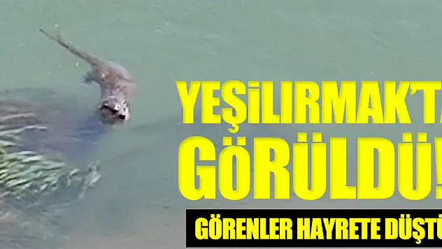 Yeşilırmak'ta görüldü! Görenler hayrete düştü