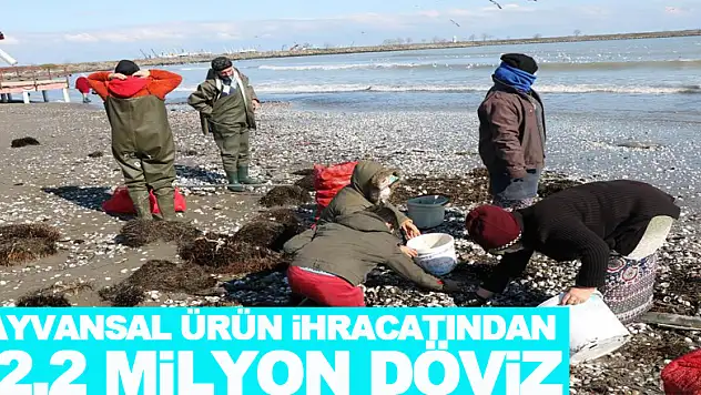 Hayvansal ürün ihracatından 42,2 milyon döviz