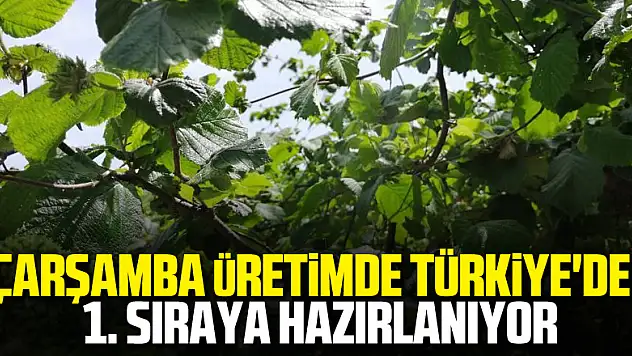 Samsun fındık üretiminde Türkiye'de 1. sıraya yerleşmeye hazırlanıyor
