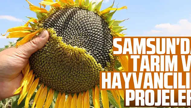 Samsun'da tarım ve hayvancılık projeleri