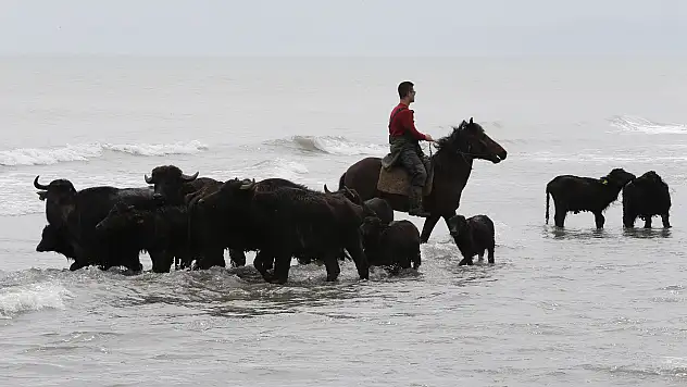 Kızılırmak Deltası'na manda salım sezonu başladı