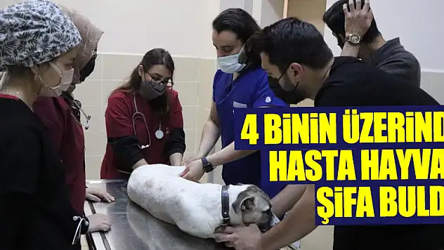 4 binin üzerinde hasta hayvan şifa buldu