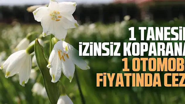 1 tanesini izinsiz koparana, 1 otomobil fiyatında ceza kesiliyor