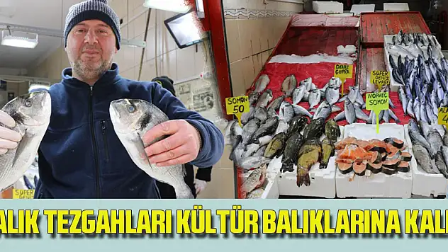 Balık tezgahları kültür balıklarına kaldı