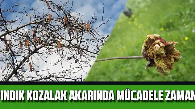 Fındık kozalak akarında mücadele zamanı